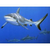 Ruční foto projektor - Žraloci