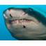 Ruční foto projektor - Žraloci