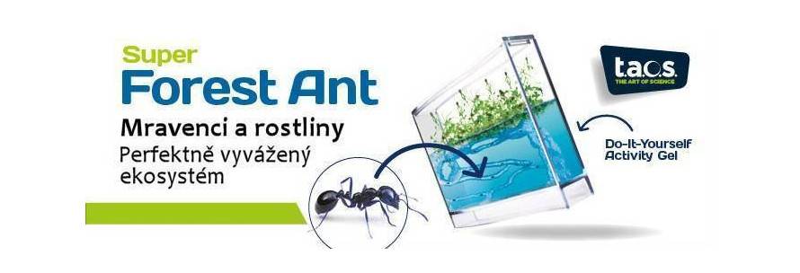 Gelové ekoterárium pro mravence